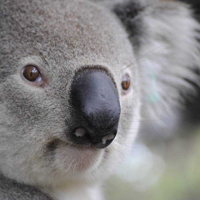 Dental Study Trip to Australia