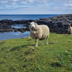 Dental Study Trip to Shetland Islands 2026