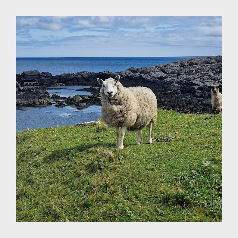 Dental Study Trip to Shetland Islands 2026