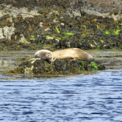 Dental Study Trip to Shetland Islands 2026