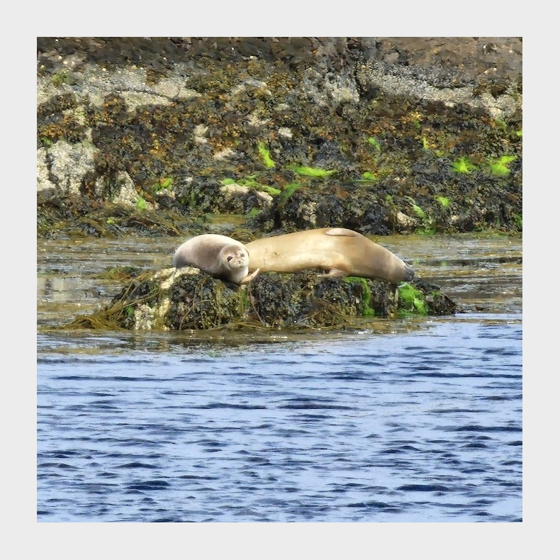 Dental Study Trip to Shetland Islands 2026