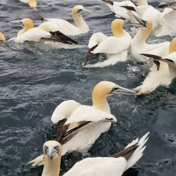 Dental Study Trip to Shetland Islands 2026