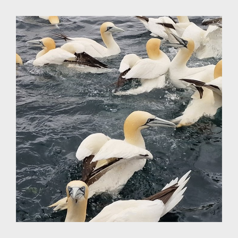 Dental Study Trip to Shetland Islands 2026