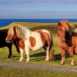 Dental Study Trip to Shetland Islands 2026
