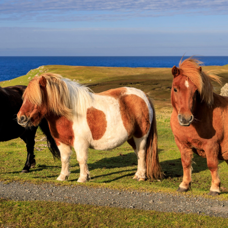 Dental Study Trip to Shetland Islands 2026
