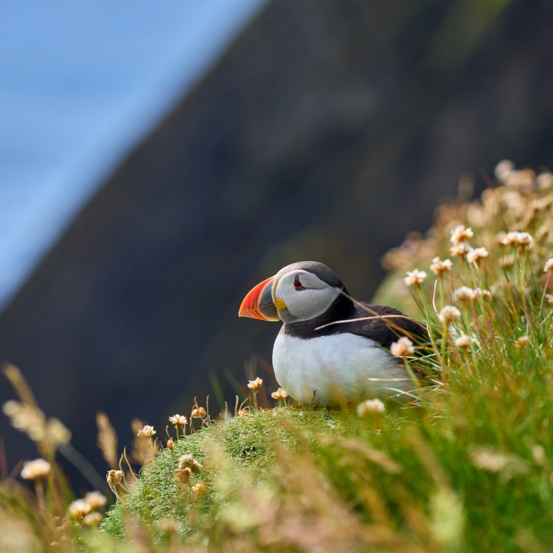 Dental Study Trip to Shetland Islands 2026