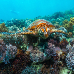 Dental Study Trip to Australia