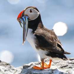 Dental Study Trip to Shetland Islands 2026