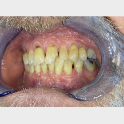 Bidfunktion for hele teamet med Tandl�ge Andrea Poulsen