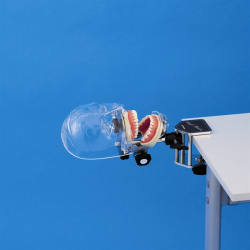 Simpelt fantomhoved - samlet pakke m. protetisk &amp; restorativ trningsmodel