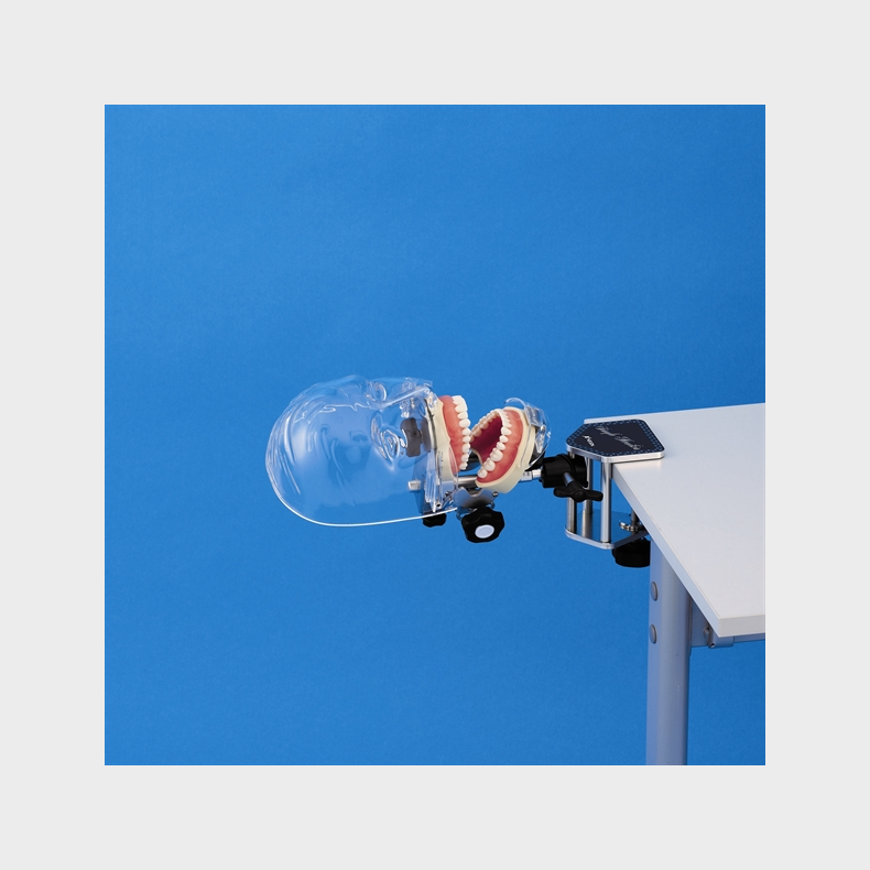 Simpelt fantomhoved - samlet pakke m. protetisk &amp; restorativ trningsmodel