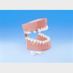 Model til demonstration af tandbrstning inkl. tandtrd og tandbrste 