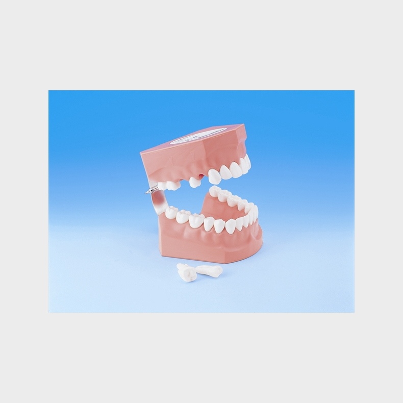Model til demonstration af tandbrstning inkl. tandtrd og tandbrste 