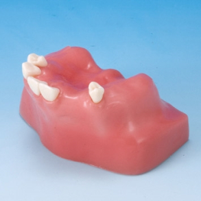 Sinus Life Training Model