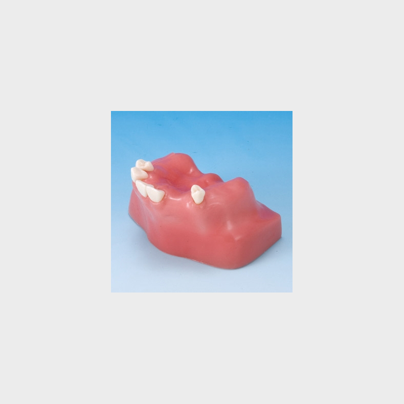 Sinus Life Training Model