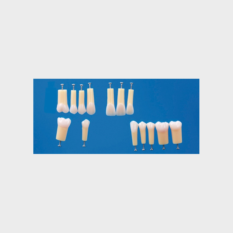 2-Layered Tooth Model [A20A-200] - Kroner og broer - Dentalinstituttet
