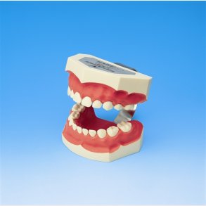 Model til demonstration af tandbrstning inkl. tandbrste 