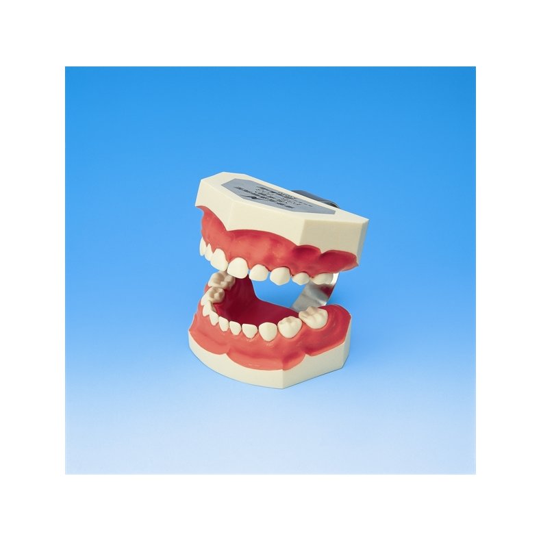 Model til demonstration af tandbrstning inkl. tandbrste 