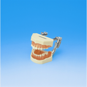 Studiemodel med aftagelige primre tnder 