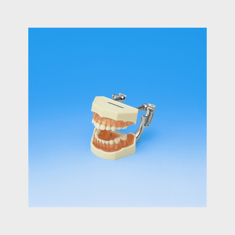 Studiemodel med aftagelige primre tnder 