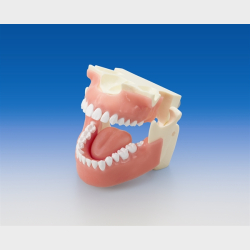 Rntgen-mannequin p trefod