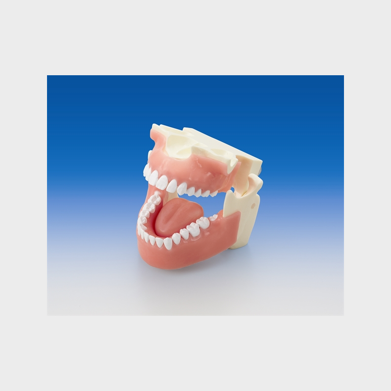 Rntgen-mannequin p trefod