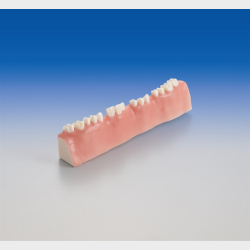 Trningsmodel til rodspidsamputation 