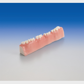 Trningsmodel til rodspidsamputation 