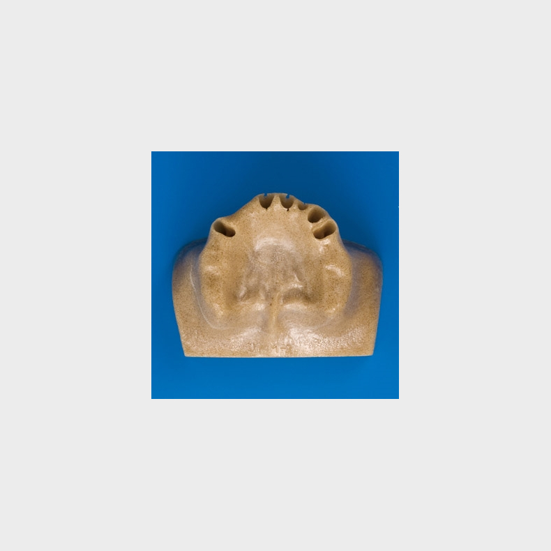 Sinus Life Training Model