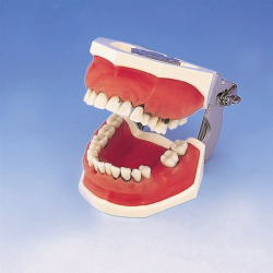 Periodontisk trningsmodel