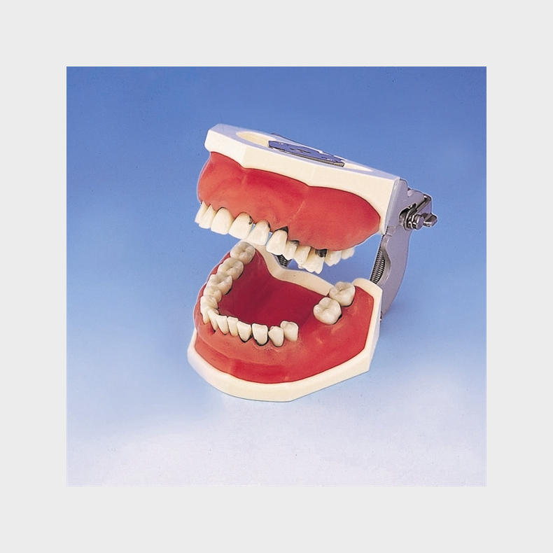 Periodontisk trningsmodel