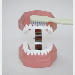 Model til demonstration af tandbrstning inkl. tandtrd og tandbrste 