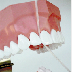 Model til demonstration af tandbrstning inkl. tandtrd og tandbrste 