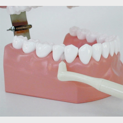 Model til demonstration af tandbrstning inkl. tandtrd og tandbrste 