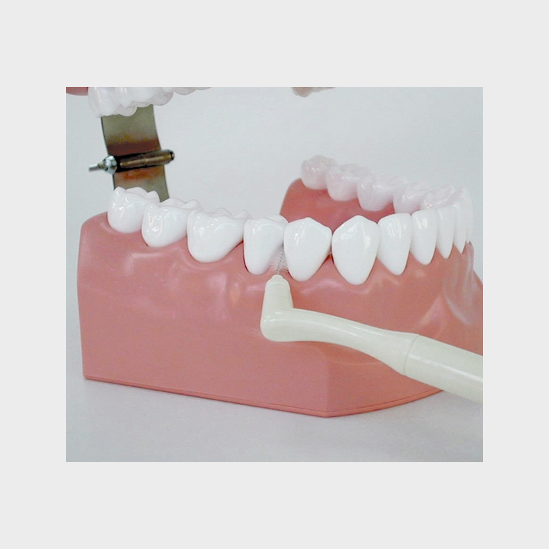 Model til demonstration af tandbrstning inkl. tandtrd og tandbrste 