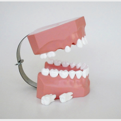 Model til demonstration af tandbrstning inkl. tandtrd og tandbrste 