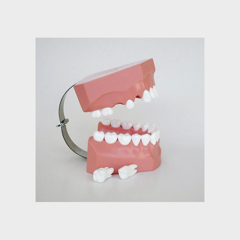 Model til demonstration af tandbrstning inkl. tandtrd og tandbrste 