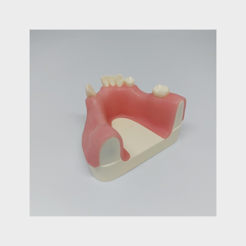 Knogleopbygning - trningsmodel 