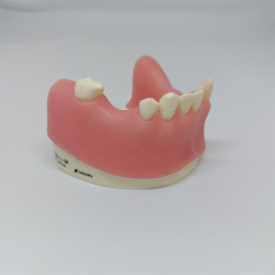 Knogleopbygning - trningsmodel 