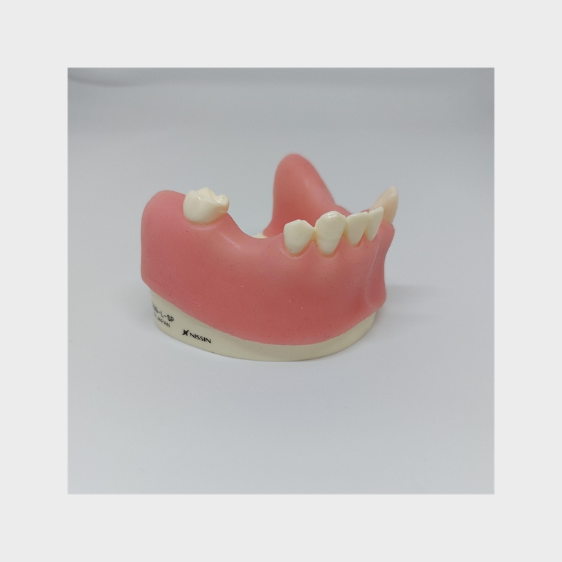 Knogleopbygning - trningsmodel 