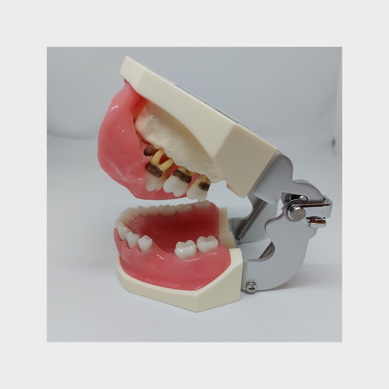 Periodontisk trningsmodel