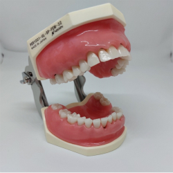 Periodontisk trningsmodel