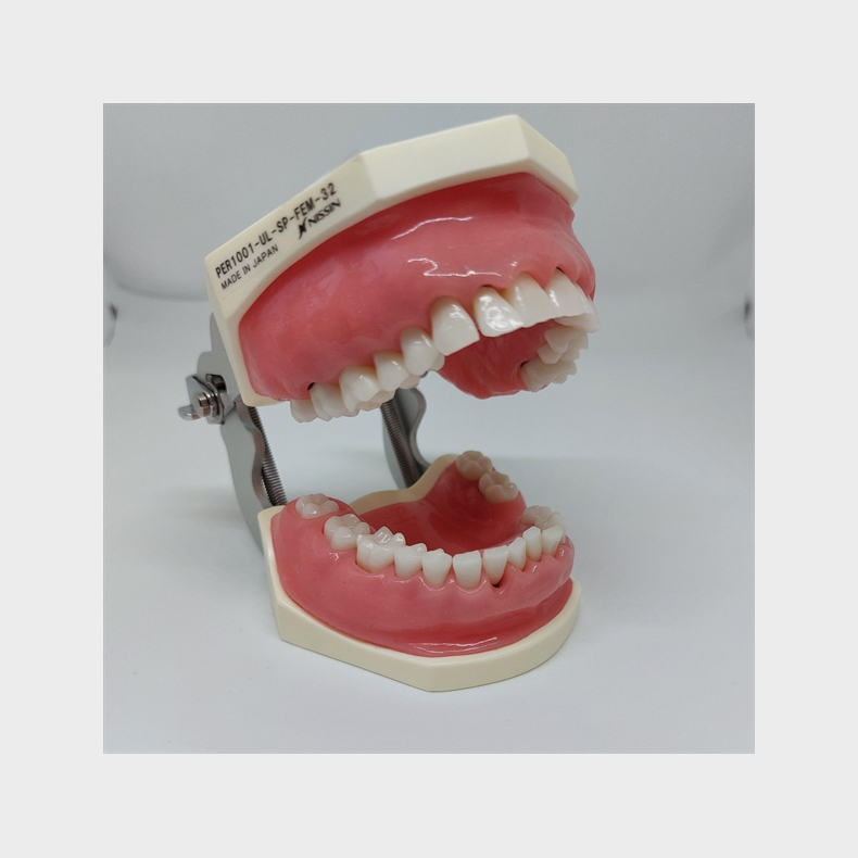 Periodontisk trningsmodel