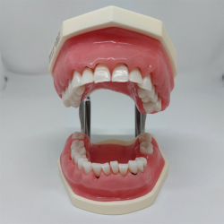 Periodontisk trningsmodel