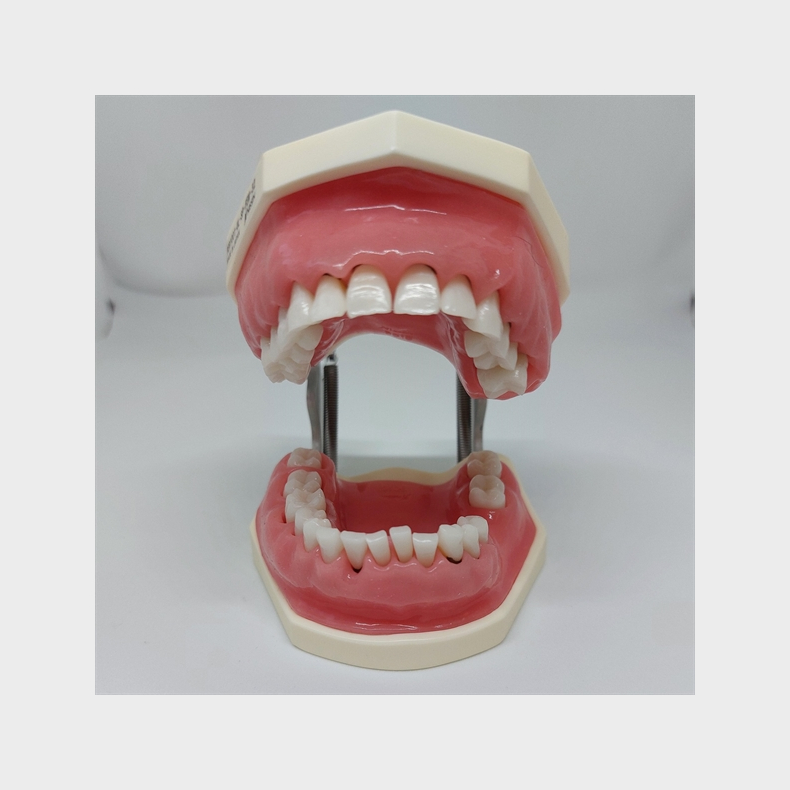 Periodontisk trningsmodel