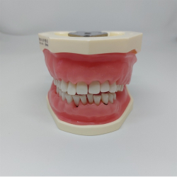Periodontisk trningsmodel