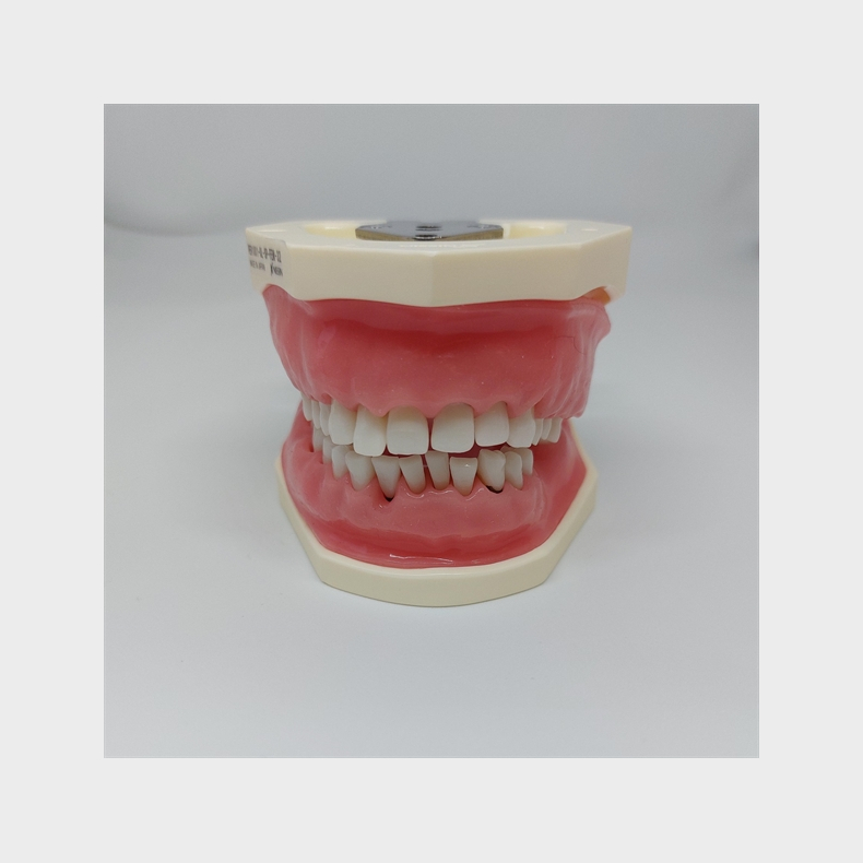 Periodontisk trningsmodel