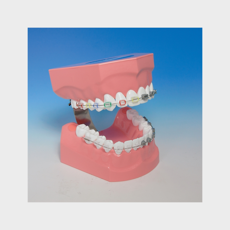 Ortodontisk model til demonstration af tandbrstning inkl. tandbrste 