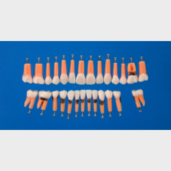 Model til trning af parodontale behandlingsteknikker 