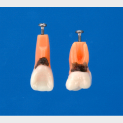 Model til trning af parodontale behandlingsteknikker 